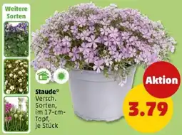 PENNY Staude Angebot
