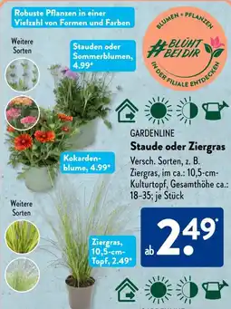 Aldi Süd GARDENLINE Staude oder Ziergras Angebot