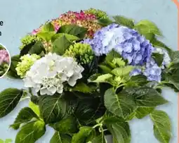 Aldi Süd Gärtners Schätze Hortensie Tricolor Angebot