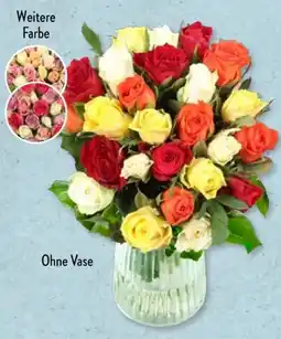 Aldi Süd Rosen Rainbow Angebot