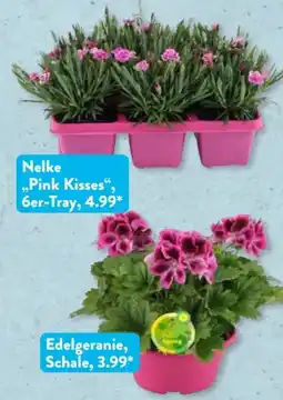 Aldi Süd Gardenline Gartenpflanze La Vie En Rose Angebot