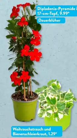 Aldi Süd Gardenline Dipladenia Mix Angebot