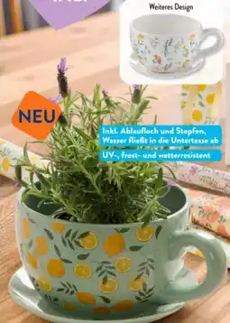 Aldi Süd Belavi Blumentopf Teetasse Angebot