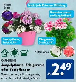 Aldi Süd GARDENLINE Ampelpflanze, Edelgeranie oder Beetpflanzen Angebot