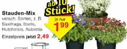Jawoll Stauden-Mix Angebot