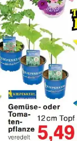 Jawoll KIEPENKERL Gemüse- oder Tomatenpflanze Angebot