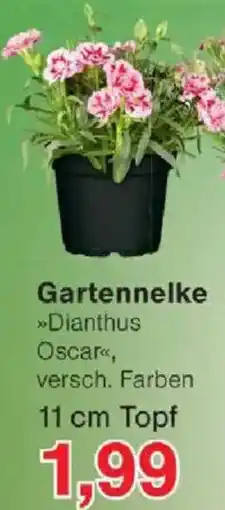 Jawoll Gartennelke Angebot