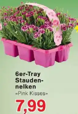 Jawoll 6er-Tray Staudennelken Angebot