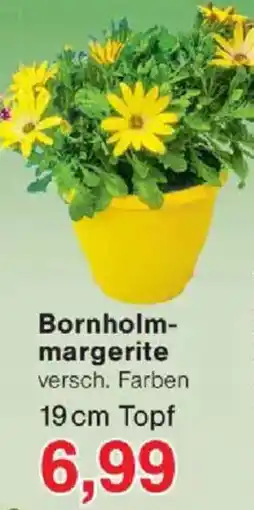 Jawoll Bornholmmargerite Angebot