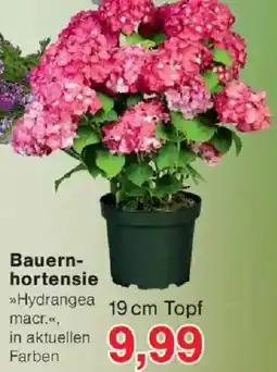 Jawoll Bauernhortensie Angebot