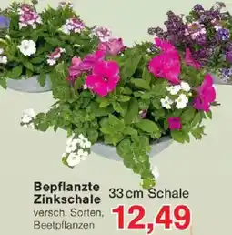 Jawoll Bepflanzte Zinkschale Angebot