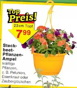 Jawoll Steckbeet Pflanzen Ampel Angebot