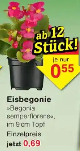Jawoll Eisbegonie Angebot