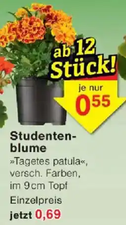 Jawoll Studentenblume Angebot