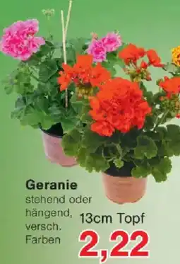 Jawoll Geranie Angebot