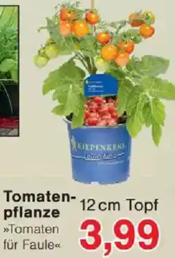 Jawoll Tomatenpflanze Angebot