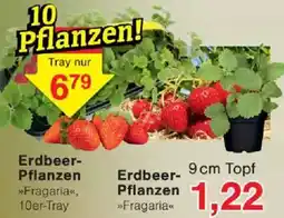 Jawoll Erdbeer Pflanzen Angebot