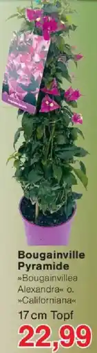 Jawoll Bougainville Pyramide Angebot