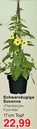 Jawoll Schwarzäugige Susanne Angebot
