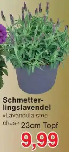 Jawoll Schmetterlingslavendel Angebot