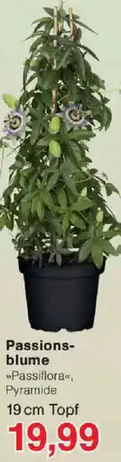 Jawoll Passionsblume Angebot