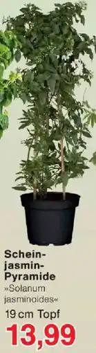Jawoll Scheinjasmin Pyramide Angebot