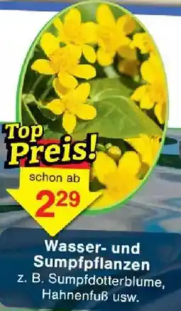 Jawoll Wasser- und Sumpfpflanzen Angebot