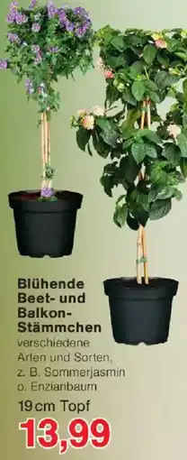 Jawoll Blühende Beet- und Balkon Stämmchen Angebot