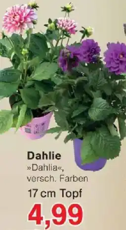 Jawoll Dahlie Angebot