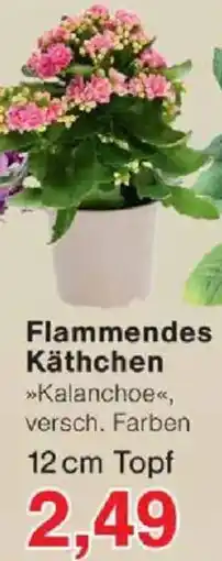 Jawoll Flammendes Käthchen Angebot