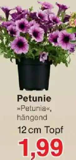 Jawoll Petunie Angebot