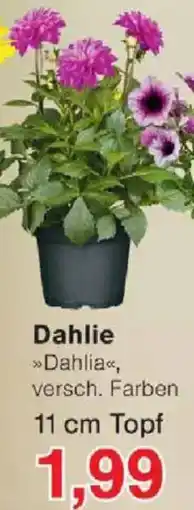Jawoll Dahlie Angebot
