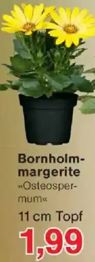 Jawoll Bornholmmargerite Angebot