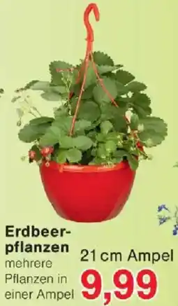 Jawoll Erdbeerpflanzen Angebot