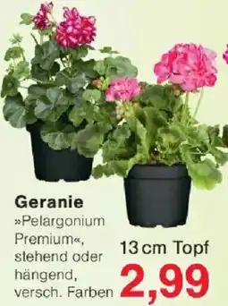 Jawoll Geranie Angebot
