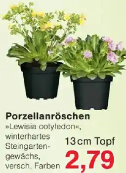 Jawoll Porzellanröschen Angebot