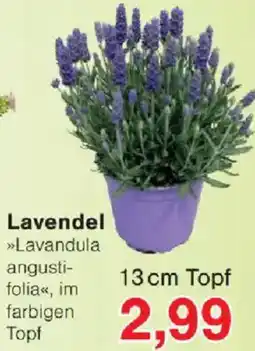 Jawoll Lavendel Angebot