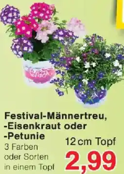 Jawoll Festival-Männertreu, Eisenkraut oder Petunie Angebot