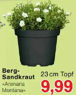Jawoll Berg Sandkraut Angebot