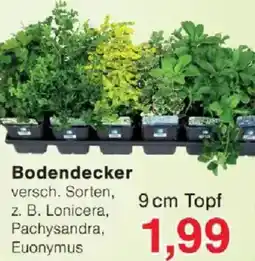 Jawoll Bodendecker Angebot