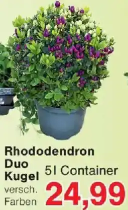 Jawoll Rhododendron Duo Kugel Angebot