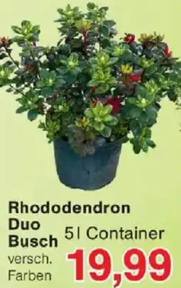 Jawoll Rhododendron Duo Busch Angebot