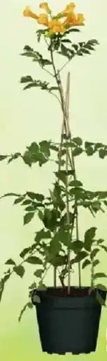 Jawoll Klettertrompete Angebot