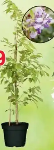 Jawoll Blauregen Angebot