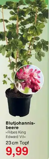 Jawoll Blutjohannisbeere Angebot