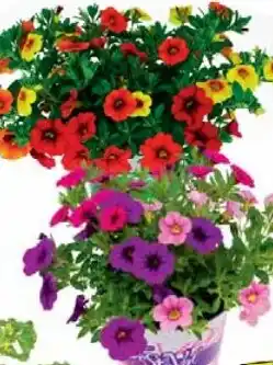 Wiglo Wunderland Festival Zauberglöckchen Angebot