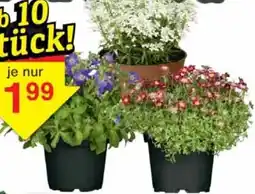 Wiglo Wunderland Stauden-Mix Angebot