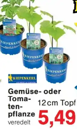 Wiglo Wunderland KIEPENKERL Gemüse oder Tomatenpflanze Angebot