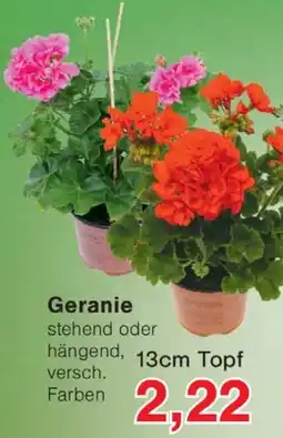 Wiglo Wunderland Geranie Angebot