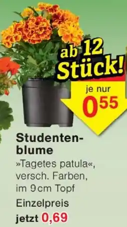 Wiglo Wunderland Studentenblume Angebot